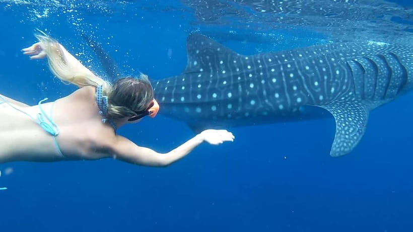 Cebu: Whale Shark Swim and Kawasan Canyoneering Tour - The real shape of this Cebu day