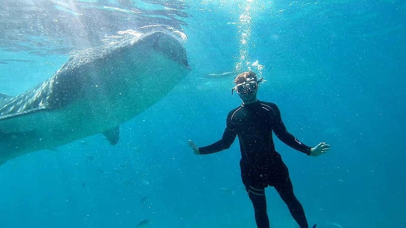 Cebu: Whale Shark Swim and Kawasan Canyoneering Tour - Who should book this experience?