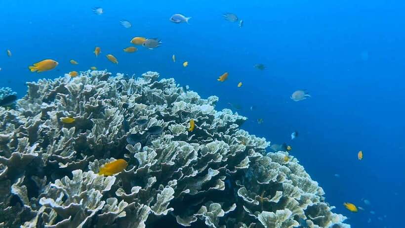 Cebu: Whale Shark Swim, Kawasan Falls & Moalboal Sardine Run - Who should book this Cebu day tour?