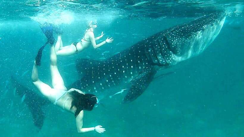 Cebu: Whale Shark Swim, Kawasan Falls & Moalboal Sardine Run - What the Oslob whale shark visit is really like