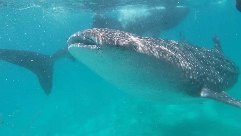 Cebu: Whale Shark Swim, Kawasan Falls & Sardine Run - A 2:00 am start for Cebu’s whale shark coast