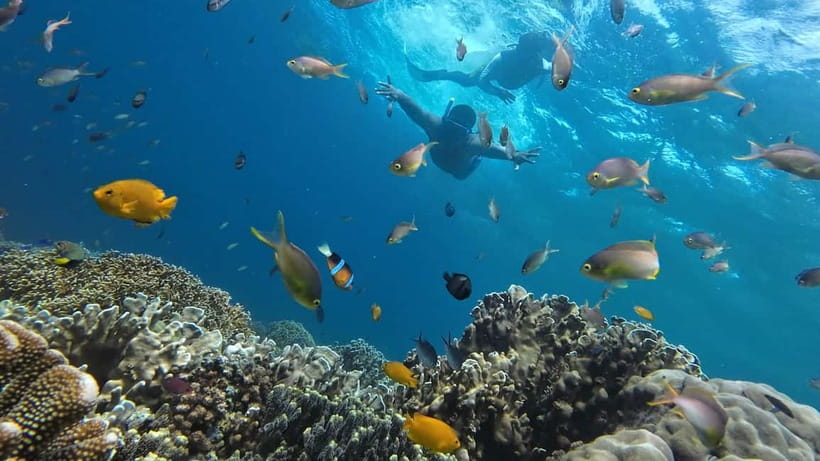 Cebu: Whale Shark Swim, Kawasan Falls & Sardine Run - Oslob’s whale shark swim and the waiting game