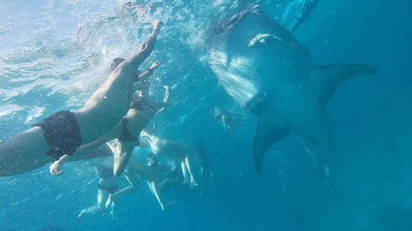 Cebu: Whale Shark Swim, Kawasan Falls & Sardine Run - Moalboal’s sardine run and turtle stop