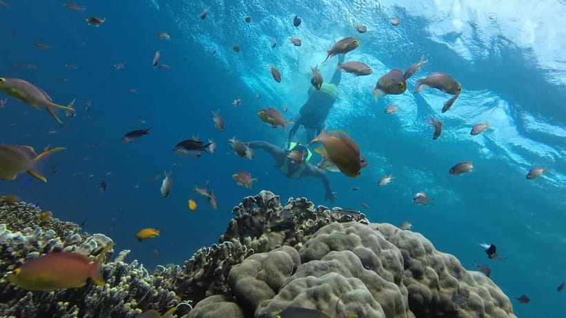 Cebu: Whale Shark Swim, Kawasan Falls & Sardine Run - What the $135 price really covers