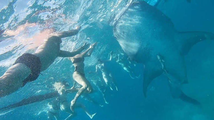 Cebu: Whale Shark Swim, Kawasan Falls & Sardine Run - The real schedule: expect a full day, not a quick outing