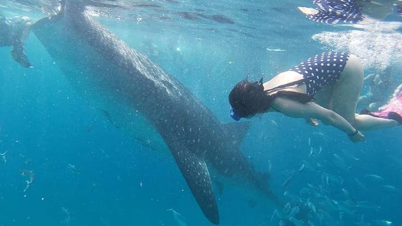 Cebu: Whale Shark Swim, Kawasan Falls & Sardine Run - What to pack for water, waiting, and wet clothes