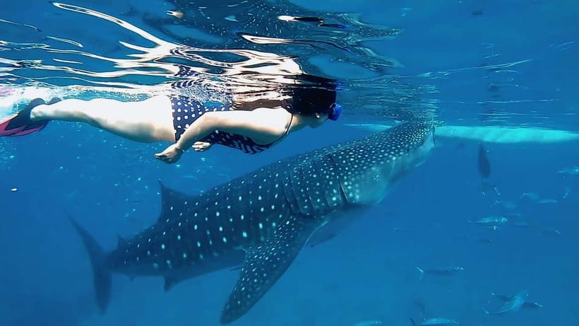 Cebu: Whale Shark Swim, Kawasan Falls & Sardine Run - Should you book this tour?