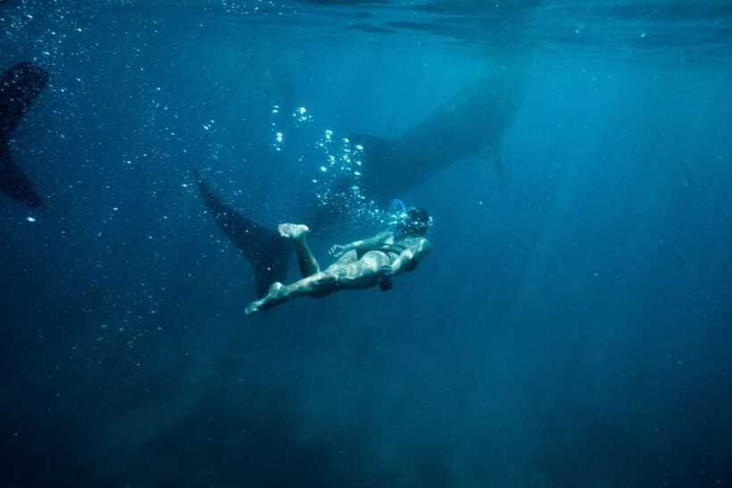 Cebu Whale Shark Swimming & Kawasan Canyoneering Group Tour - FAQ