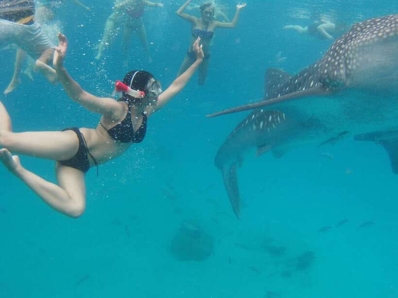 Cebu Whale Shark Swimming & Kawasan Canyoneering Group Tour - The Oslob whale shark encounter