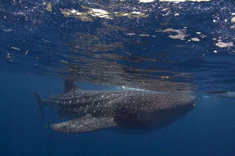 Cebu: Whale Shark Swimming, Sumilon Island and Kawasan Falls - Key points at a glance