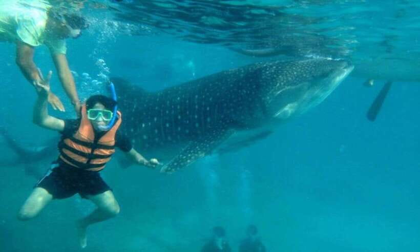 Cebu: Whale Shark Swimming, Sumilon Island and Kawasan Falls - Why this South Cebu day is so popular