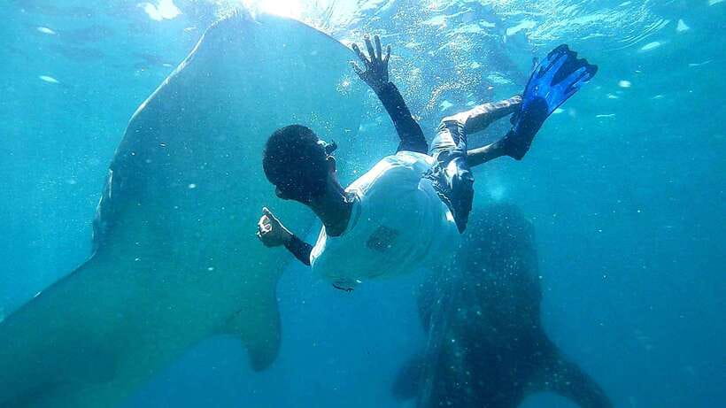 Cebu: Whale Shark, Tumalog Waterfall, and Moalboal Tour - Key points to know before booking