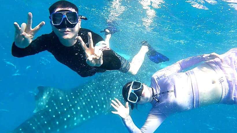 Cebu: Whale Shark, Tumalog Waterfall, and Moalboal Tour - Oslob whale sharks: the main event