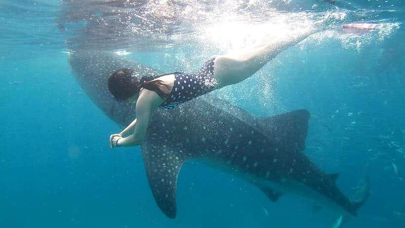 Cebu: Whale Shark, Tumalog Waterfall, and Moalboal Tour - The 2:00 AM start and the road to Oslob