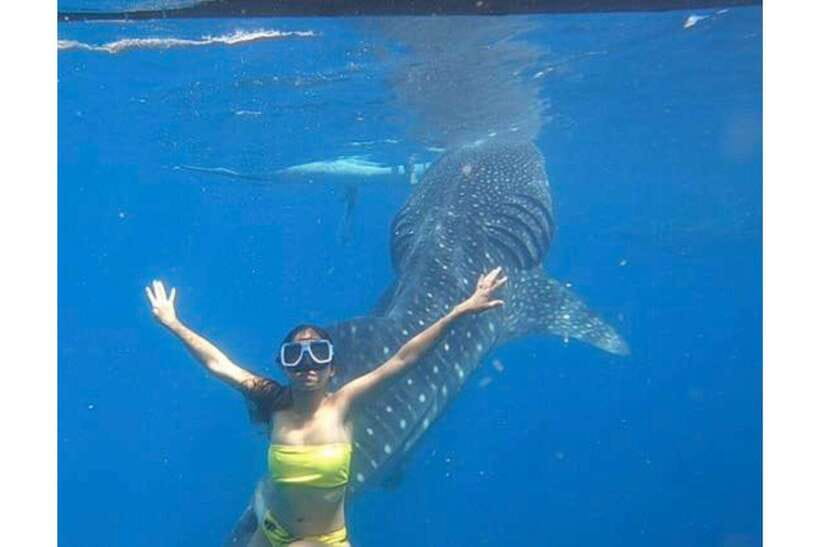Cebu:Whale Shark, Waterfall, and Sardine Run Group Tour+Meal - Oslob whale sharks at sunrise