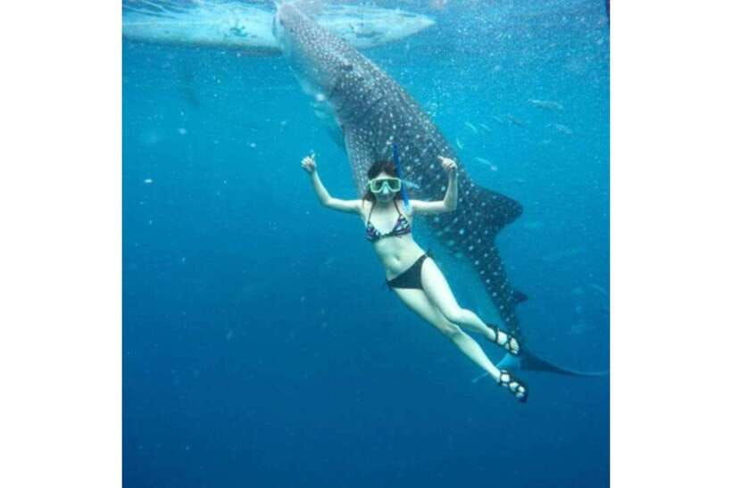 Cebu:Whale Shark, Waterfall, and Sardine Run Group Tour+Meal - Who should book this Cebu tour?