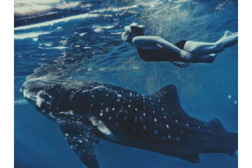 Cebu:Whale Shark, Waterfall, and Sardine Run Group Tour+Meal - Should you book it?