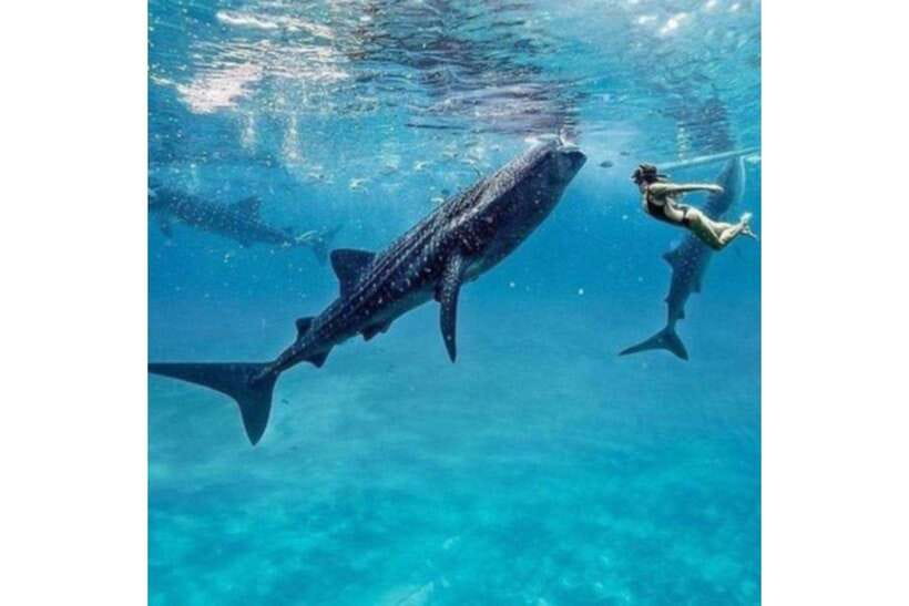 Cebu:Whale Shark, Waterfall, and Sardine Run Group Tour+Meal - Breakfast after the first swim