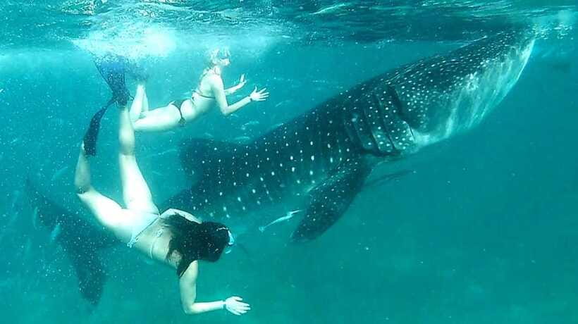 Cebu: Whale Sharks, Ka-Treasure Water Terraces & Simala Tour - What the $98 price really covers
