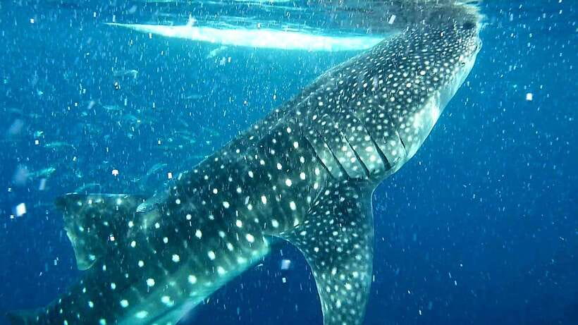 Cebu: Whale Sharks, Ka-Treasure Water Terraces & Simala Tour - Oslob whale shark watching: memorable, crowded, and highly managed