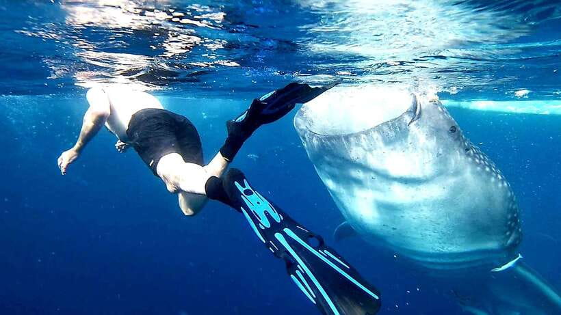 Cebu: Whale Sharks, Kawasan Falls, & Sardines Run Snorkeling - Three Cebu highlights packed into one very long day