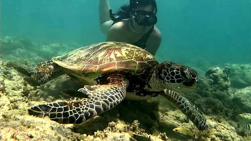 Cebu: Whale Sharks, Kawasan Falls, & Sardines Run Snorkeling - A short Badian stop for food and coffee