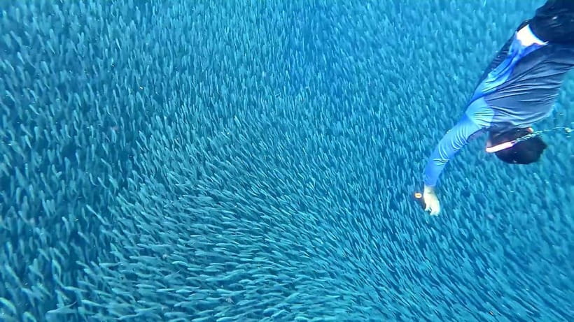 Cebu: Whale Sharks, Kawasan Falls, & Sardines Run Snorkeling - Moalboal’s sardine run and sea turtles