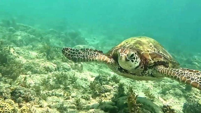 Cebu: Whale Sharks, Kawasan Falls, & Sardines Run Snorkeling - What to pack for a wet, early, and tiring day