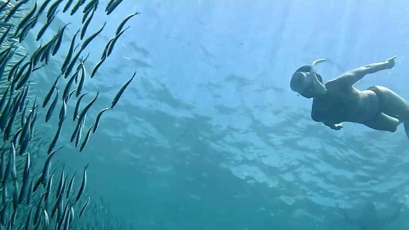 Cebu: Whale Sharks, Kawasan Falls, & Sardines Run Snorkeling - Who should book this Cebu combination tour?