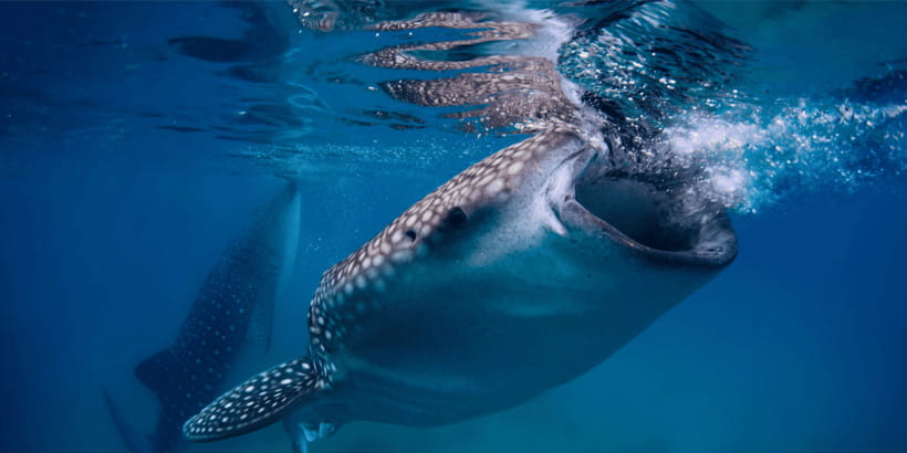 Cebu: Whale Sharks, Tumalog Falls, and Monkey Sanctuary Tour - Key points at a glance