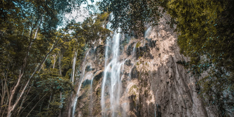 Cebu: Whale Sharks, Tumalog Falls, and Monkey Sanctuary Tour - Should you book it?