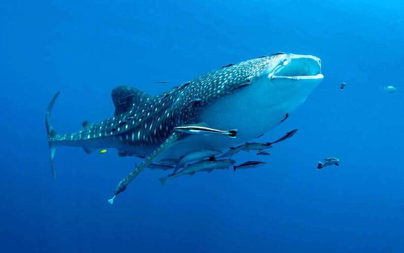 Cebu: Whale Sharks, Tumalog Falls, and Monkey Sanctuary Tour - Tumalog Falls and a change-of-plan warning