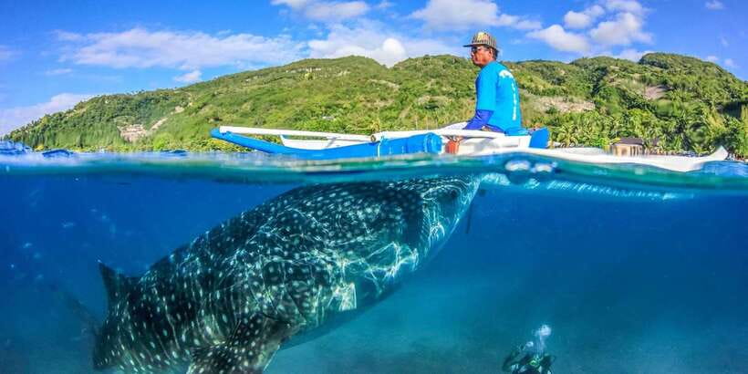 Cebu: Whale Sharks, Tumalog Falls, and Monkey Sanctuary Tour - Monkey sanctuary: a lighter, more personal stop