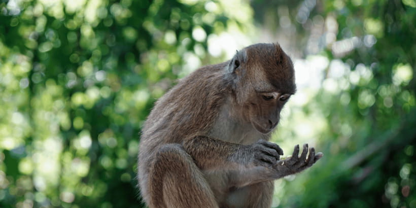 Cebu: Whale Sharks, Tumalog Falls, and Monkey Sanctuary Tour - What the $121 price buys you