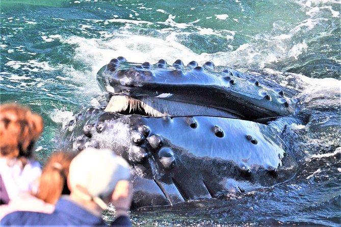 City Cruises Boston Whale Watching Cruise by High-Speed Boat - Key points to know before booking