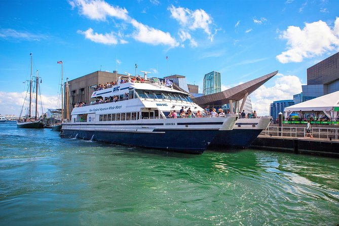 City Cruises Boston Whale Watching Cruise by High-Speed Boat - What happens around the whales