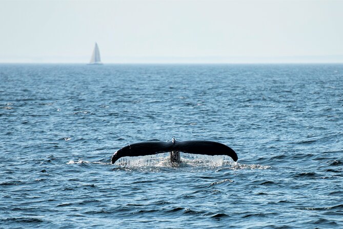 City Cruises Boston Whale Watching Cruise by High-Speed Boat - The boat’s indoor comforts