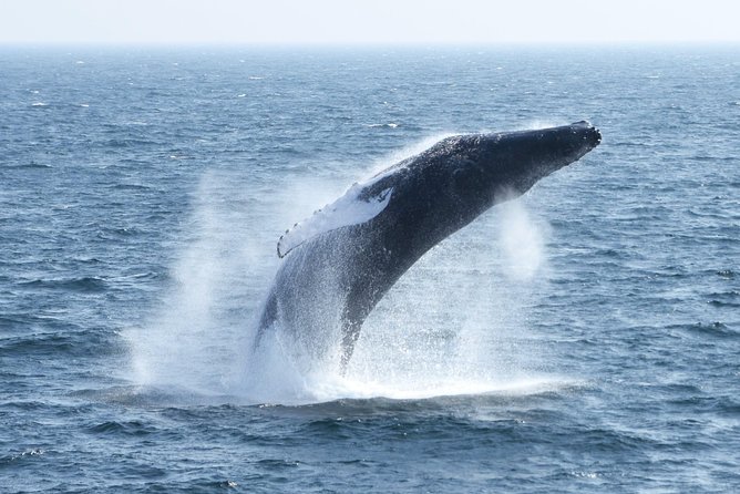 City Cruises Boston Whale Watching Cruise by High-Speed Boat - Motion sickness and weather