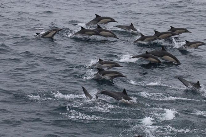 City Cruises San Diego: Whale and Dolphin Watching Adventure - At a glance