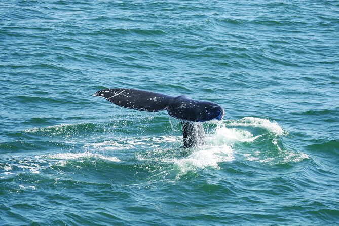 City Cruises San Diego: Whale and Dolphin Watching Adventure - Gray whales on a 6,000-mile coastal journey