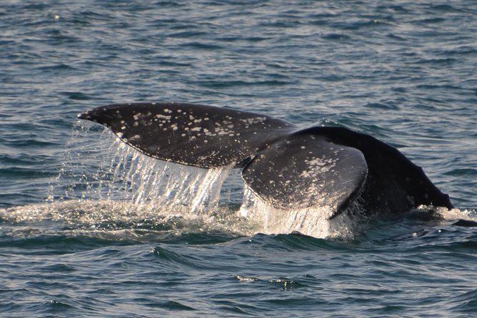 City Cruises San Diego: Whale and Dolphin Watching Adventure - The naturalists make the ride worthwhile