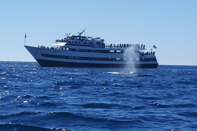 City Cruises San Diego: Whale and Dolphin Watching Adventure - Is $56.92 a fair price?