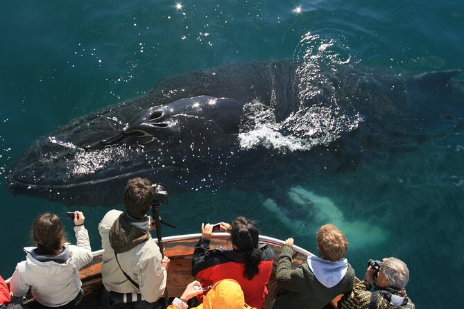 Classic Whale Watching from Dalvík Near Akureyri - Key points before you book