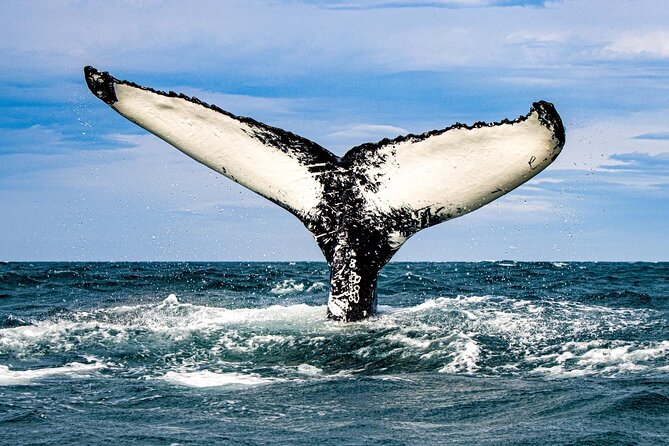 Classic Whale Watching from Dalvík Near Akureyri - Why Dalvík is a smart place to start