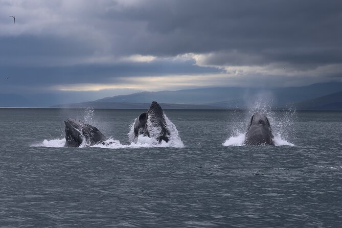Classic Whale Watching from Dalvík Near Akureyri - What three hours feels like on the water