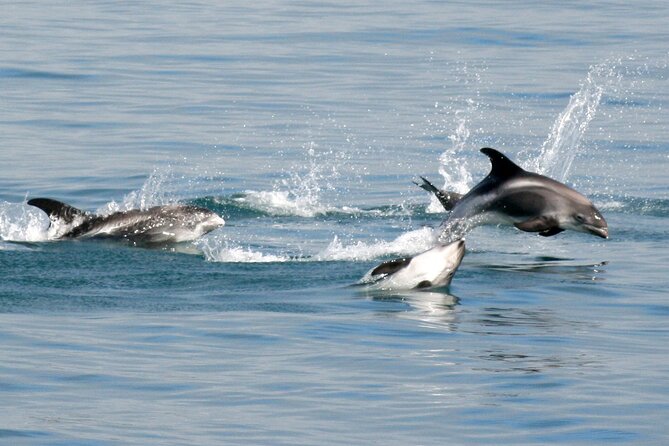 Classic Whale Watching from Dalvík Near Akureyri - The guide can make a real difference