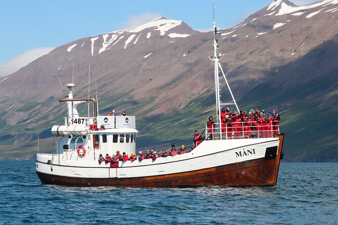 Classic Whale Watching from Dalvík Near Akureyri - Is the $96.13 price good value?
