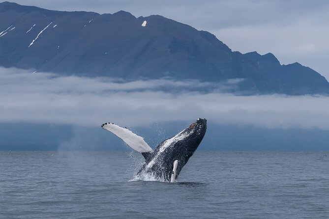 Classic Whale Watching from Dalvík Near Akureyri - Who should choose this whale watch?