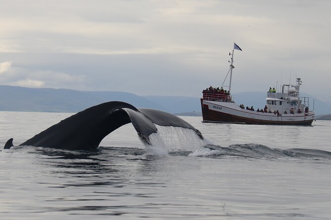 Classic Whale Watching from Dalvík Near Akureyri - Timing, meeting point, and cancellation details
