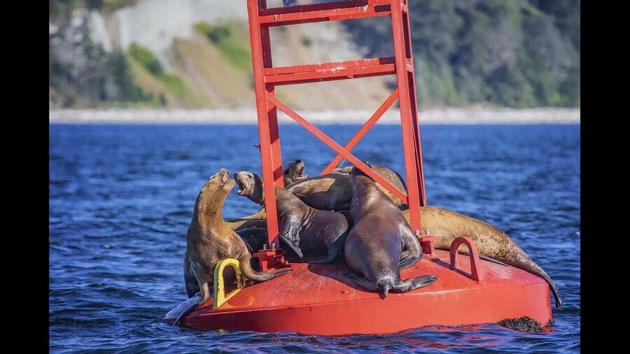 Comox: 4 Hour Whale and Wildlife Watching Tour - Key points to know before you go